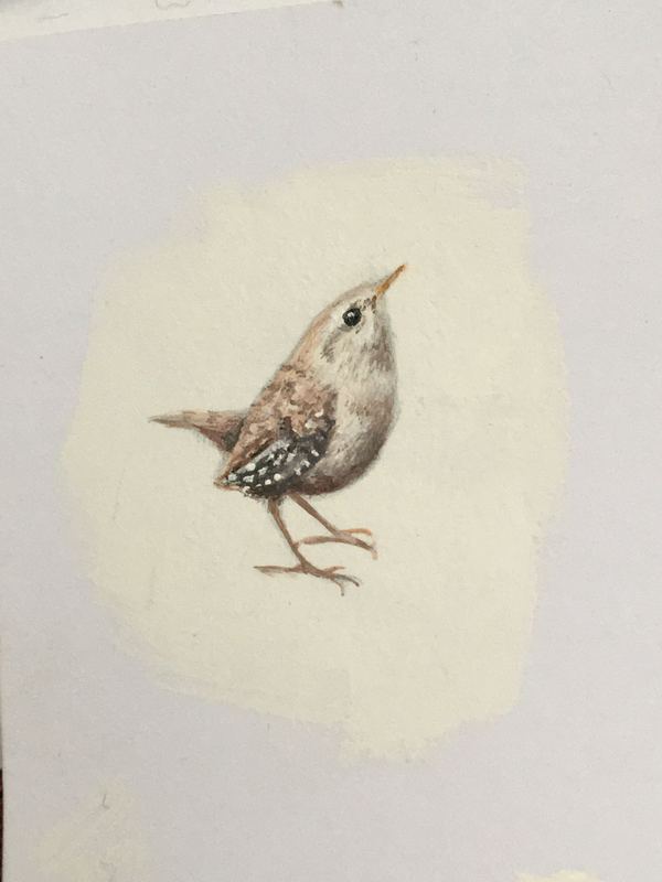A wren in progress